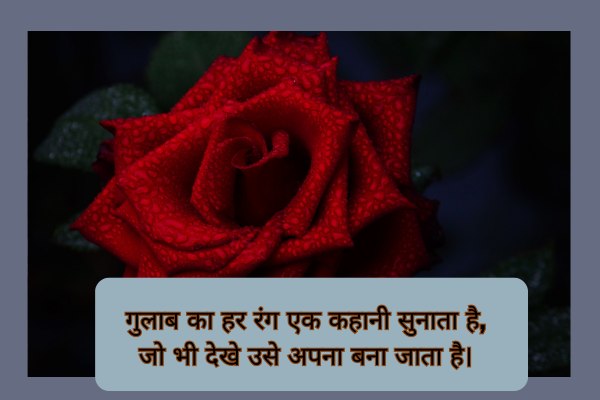 2 Lines Gulab Shayari